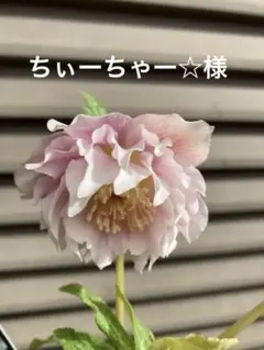 ちぃーちゃー☆様専用です。