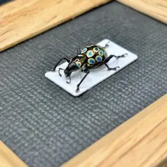 虹色のコクヌスト【標本】 虹色のコクヌスト【標本】 - メルカリ