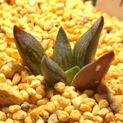 多肉植物　ハオルチア　コエル交配　実生　1191のサムネイル