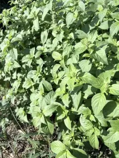 荆芥200gのサムネイル