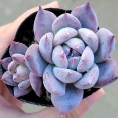 2025年最新】中里リンゼアナの人気アイテム - メルカリ