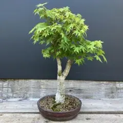 山もみじ 盆栽 紅葉 樹高30㎝ - メルカリ