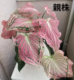 カラジウム・ピンクシンフォニーB(鉢ごと)のサムネイル