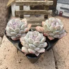 みき様 リクエスト 2点 まとめ商品