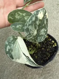 2025年最新】スキンダプサス マヤリの人気アイテム - メルカリ