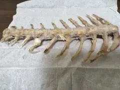 참돔 나루토 뼈와 뼈의 매력