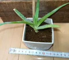 キダチアロエカット苗 3株 - メルカリ