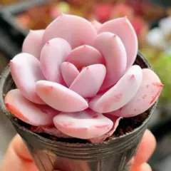 2026年最新】多肉 植物 抜き 苗の人気アイテム - メルカリ