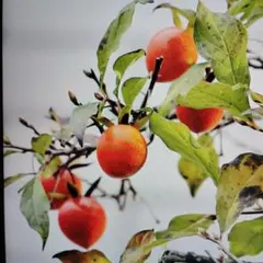 老爺柿の種　700個　品種色々 2025年最新】老爺柿種の人気アイテム - メルカリ