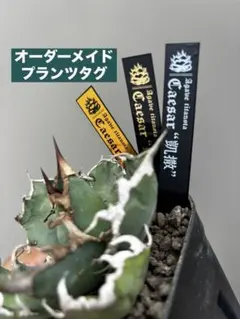 2026年最新】ハデス アガベの人気アイテム - メルカリ