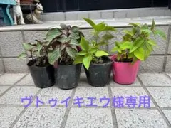 ベトナムの　Tia to 苗ヴトゥイキエウさんの専用のサムネイル