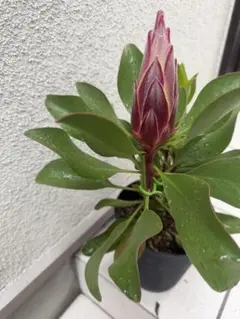 キングプロテア リトルプリンスのサムネイル