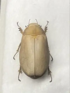 2025年最新】コガネ 標本の人気アイテム - メルカリ