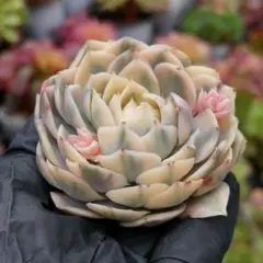 2026年最新】オンスロー錦の人気アイテム - メルカリ