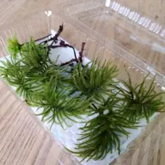 コケまる様 リクエスト 2点 まとめ商品