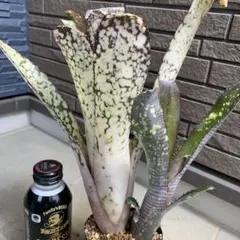 Sansevieria Mafinga ES849 White Var - メルカリ