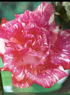 バラ苗 イヴスプラッシュ 接木新苗 未登録品種 強健 強香 4号 薔薇 苗