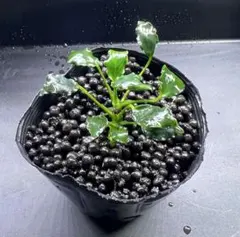 ちくわ様 リクエスト 3点 まとめ商品