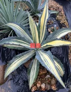 アメリカーナ　白縞斑　親株販売広がり60c m中心高さ30cm 2025年最新】アメリカーナ白縞斑の人気アイテム - メルカリ