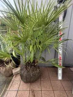 チャメロプス フミリス 観葉植物 鉢植え ダブル ドライガーデン - メルカリ
