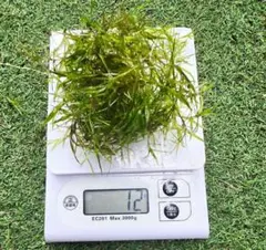 天然　無農薬　水草　ナヤス　♥️おまけ浮草プレゼント♥️本日購入で３g増量❗のサムネイル