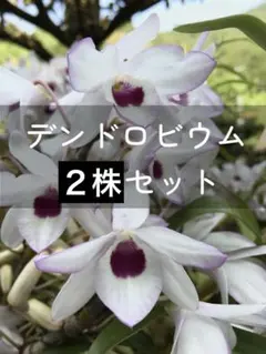 大人気のデンドロビウム ２株セット★紅一点★香り抜群❣️のサムネイル