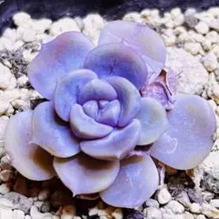 多肉植物 ☘️ハンバーグ☘️韓国苗育成 抜き苗 e50のサムネイル
