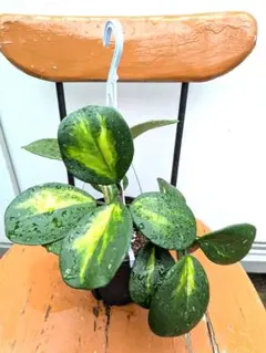 2026年最新】ホヤの人気アイテム - メルカリ