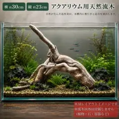 激レア】天然流木｜アク抜き・天日干し済｜アクアリウムや爬虫類の登り