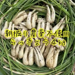 鹿児島県産　土付きらっきょう　約10キロ 2025年最新】土付き らっきょうの人気アイテム - メルカリ