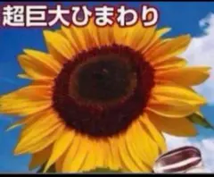 巨大ひまわりタイタン5粒と2種類の植物の種のおまけ付き！