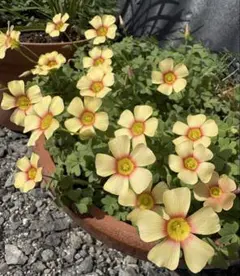 オキザリスOxalis obtusa Cockatiel 球根　秋植え　①のサムネイル