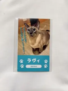 猫カフェMOCHA 吉祥寺店 総選挙 にゃんず名刺