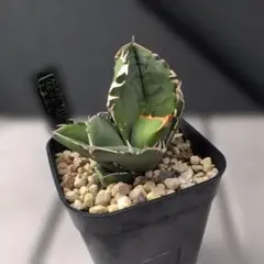 2025年最新】agave titanota cokの人気アイテム - メルカリ