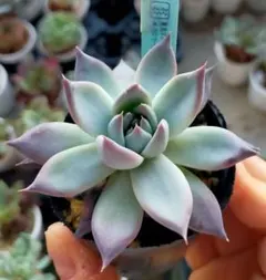 希少❤️堀川コロラータ✨no3 堀川カクタスさんのコロラータ | つべるふブログ 多肉生活 2021〜