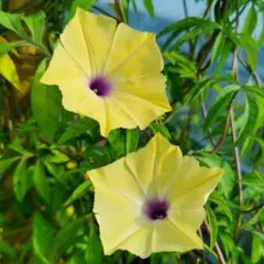 ミントチョコ様 リクエスト 2点 まとめ商品