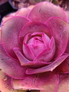 レア品種　多肉植物　グリーノビア　ゴールドパルマ 抜き苗　1株