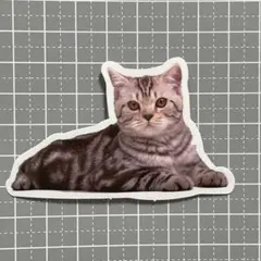 【A419】防水ステッカー 猫 ねこ アメショー アメリカンショートヘア cat