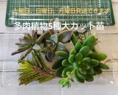 2026年最新】多肉植物 朧月の人気アイテム - メルカリ