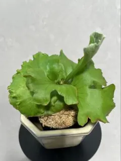 2026年最新】モンキーキング ビカクシダの人気アイテム - メルカリ