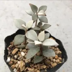 多肉植物 クラッスラ デルトイデア タンクアカルー 抜き苗 カット苗 3