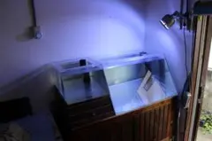 タライ 36L 木枠 低床セット ブラウン メダカ 金魚 水槽 杉板 荒材