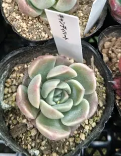 エケベリア キャンディーハート