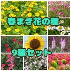 春まき花の種9種セット　夏咲く花　お得　12種セットあり