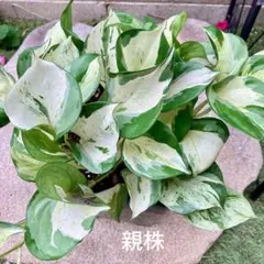 ポトスグローバル特大株【送料無料】 楽天市場】観葉植物/ポトス：グローバル 4号鉢入り : 園芸ネット