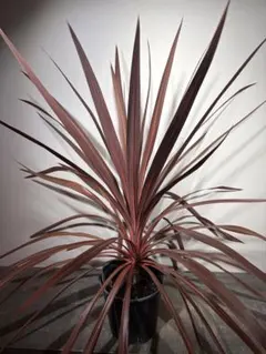 激レア ドラセナ セルラータ 二頭 希少 観葉植物 抜き苗 - メルカリ