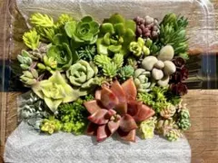 多肉植物 セダム エケベリア 色々⭐︎カット苗詰め合わせ