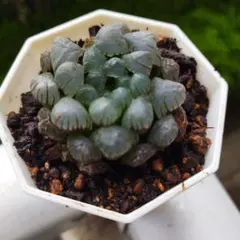 り*こ様 ドドソンオブツーサ錦　親株　超美株　ハオルチア　観葉植物　27 ドドソンオブツーサ錦 超美株 ハオルチア 観葉植物 25 - メルカリ