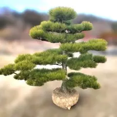 赤松『樹高約200㎝〜』引き取り限定。配達別料金、植込み無料❗️最終値引き価格❗️ 赤松『樹高約200㎝〜』引き取り限定。配達別料金、植込み無料❗️最終