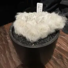 2025年最新】幻楽モンストの人気アイテム - メルカリ